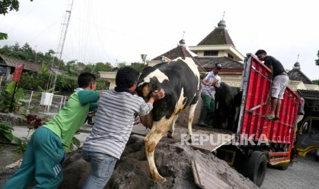 Warga mengevakuasi hewan ternak menuju kandang sapi komunal Huntap Gading di Kalitengah Lor, Cangkringan, Sleman, Yogyakarta, Senin (9/11).  Warga Kalitengah Lor mulai melakukan evakuasi ternak sapi secara mandiri menuju kandang komunal di Huntap Gading. Satu kandang komunal bisa menampung 40 ekor sapi. Sapi-sapi dievakuasi karena wilayah Kalitengah Lor termasuk dalam kawasan rawan bencana Gunung Merapi. Dengan truk serta mobil bak terbuka warga mengevakuasi ternak sapi.