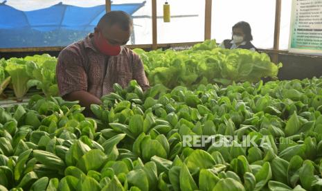 Hidroponik ilustrasi. PT Indonesia Asahan Aluminium (Inalum) turut menyukseskan program ketahanan pangan di tengah pandemi dengan membantu masyarakat tergabung dalam kelompok pengelola sayuran hidroponik.