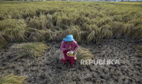 Petani wanita (ilustrasi).