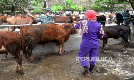 Veteriner Dinas Pertanian, Pangan, dan Perikanan Kabupaten Sleman memeriksa sapi di Pasar Hewan Ambarketawang, Sleman, Yogyakarta, Sabtu (21/5/2022). Pemeriksaan ini untuk antisipasi penyebaran penyakit mulut dan kuku (PMK) pada hewan ternak yang dijual. Selain itu, dinas terkait saat ini menghimbau pedagang untuk tidak membeli dan memasukkan hewan ternak dari luar Sleman.