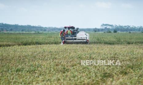 Petani memanen padi menggunakan alat mesin pertanian (alsintan) saat panen raya di areal persawahan lumbung pangan nasional Food Estate di Desa Belanti Siam, Kabupaten Pulang Pisau, Kalimantan Tengah, Sabtu (12/9/2020). Panen raya di areal Food Estate tersebut stabil meski di tengah pandemi COVID-19 dan menghasilkan total 12 ton padi jenis hibrida dari lahan dua hektare. ilustrasi