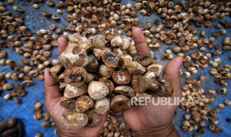 Petani menunjukkan buah pinang di Desa Paya Teungoh, Kecamatan Kuta Makmur, Aceh Utara, Aceh, Kamis (2/9/2021). Kabupaten Aceh Utara mengembangkan tanaman pinang sebagai komoditas unggulan di daerah itu.