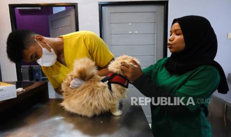 Paramedis memeriksa kesehatan seekor kucing sebelum mendapatkan vaksinasi rabies  (ilustrasi)