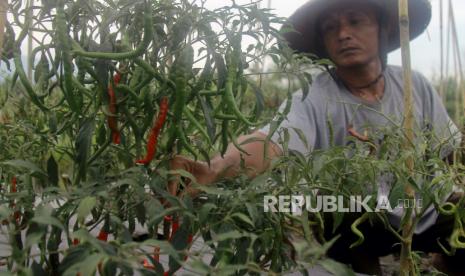 Petani memanen cabai keriting di Desa Hidayat Kecamatan Pulau Bacan, Kabupaten Halmahera Selatan, Provinsi Maluku Utara, Senin (14/3/2022). Hujan ekstrem beberapa waktu terakhir hingga menyebabkan banjir menjadi alasan utama meningkatnya harga cabai hingga Rp 100 ribu per kilogram.