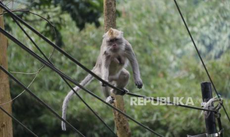 Seekor monyet ekor panjang (Macaca Fascicularis) berjalan di kabel menuju pinggir jalan perumahan warga. Seorang petani bernama Kalidangan Siagian (36) di Desa Serembou Indah, Kecamatan Rambah Hilir, Kabupaten Rokan Hulu (Rohul), Riau tewas akibat terkena senapan miliknya sendiri.Seorang petani bernama Kalidangan Siagian (36) di Desa Serembou Indah, Kecamatan Rambah Hilir, Kabupaten Rokan Hulu (Rohul), Riau tewas akibat terkena senapan miliknya sendiri.