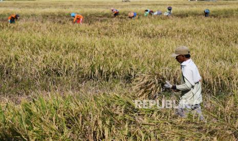 Pekerja memanen padi di Nambangan Lor Kota Madiun, Jawa Timur. Pengamat pertanian sekaligus Sekretaris Jenderal Kontak Tani Nelayan Andalan (KTNA), Yadi Sofyan Noor menilai kebijakan dan program pembangunan pertanian pada pemerintahan Jokowi-Ma'ruf Amin, khususnya pada masa pandemi Covid 19 menuai keberhasilan yang moncer. Alasannya, hanya PDB sektor pertanian yang tumbuh positif dan stok pangan khususnya beras saat ini melimpah.