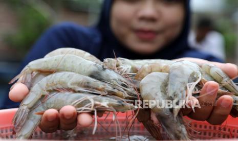 Warga memperlihatkan hasil panen udang vaname (ilustrasi).