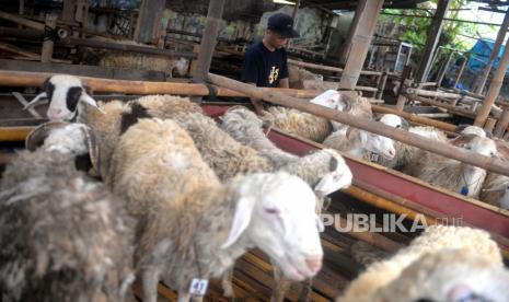  Dinas Ketahanan Pangan dan Pertanian Kota Palangka Raya, Kalimantan Tengah menemukan 33 hewan tak layak atau tak memenuhi syarat untuk dijadikan hewan qurban. Ilustrasi.