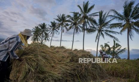 Petani menumpuk padi yang baru saja disabit untuk dirontokkan, beberapa waktu lalu. Daya beli petani di Sulawesi Utara menurun.