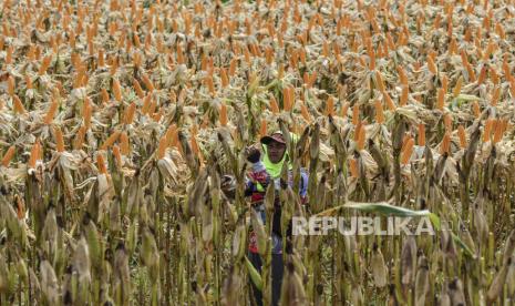 Petani mengupas jagung untuk dikeringkan (ilustrasi). Harga jagung diprediksi mulai turun pada Oktober. 