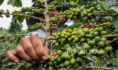 Petani merawat buah kopi jelang masa panen di perkebunan kopi Desa Jabal Antara, Aceh Utara, Aceh, Ahad (20/9/2020). Data Badan Pusat Statistik (BPS) menunjukkan total nilai ekspor biji kopi dan kopi olahan Indonesia sepanjang Januari-Mei 2020 turun 12,2 persen dibandingkan periode yang sama tahun lalu terdampak pandemi COVID-19. 