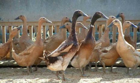 Peluang usaha ternak bebek