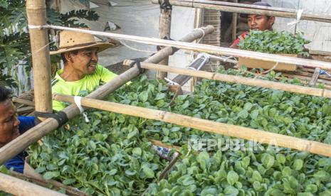 Petani menyusun bibit tanaman sayur kembang kol (ilustrasi). Anggota DPRD Provinsi Sulawesi Barat Sukri Umar meminta warga daerah itu mengembangkan sektor pertanian sebagai solusi mengatasi masalah ekonomi di saat pendemi COVID-19