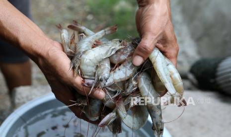 Warga memperlihatkan hasil panen udang vaname (ilustrasi). Sebanyak 16 perusahaan tambak udang vaname beroperasi di Kabupaten Bangka Tengah, Provinsi Kepulauan Bangka Belitung. 