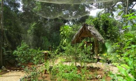 Sebagai bagian dari dorongan melestarikan lingkungan alam di kepulauan Zanzibar, sebuah badan amal Tanzania bekerja sama dengan para petani memelihara kupu-kupu di bawah skema yang berupaya memberikan uang kepada penduduk untuk melindungi hutan.