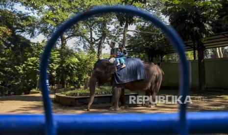 Pengunjung menaiki gajah tunggang di Bandung Zoo, Kota Bandung, Jawa Barat, Ahad (11/6/2023). Pemerintah Kota Bandung akan mengambil alih dan menyegel lahan kebun binatang bandung atau Bandung Zoo karena pengelola yaitu Yayasan Margasatwa Tamansari dianggap belum membayar uang sewa tanah. Meski demikian, pihak pengelola Bandung Zoo masih menunggu hasil putusan yang inkracht atau berkekuatan hukum tetap di Mahkamah Agung.