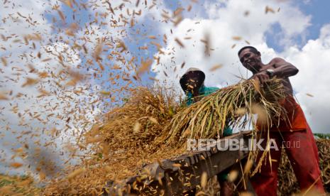 Petani memanen padi di sebuah sawah di  Kabupaten Bogor, Jawa Barat, Rabu 16 Februari 2022. 