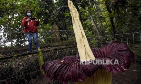 Pertama Kali, Bunga Bangkai Berbuah Ditemukan di Agam. Pengunjung mengambil gambar menggunakan gawai tumbuhan Amorphopallus titanium.