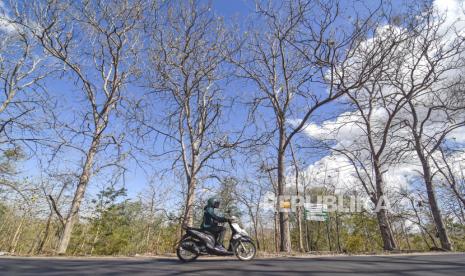 Pengendara sepeda motor melintas dekat pohon jati yang meranggas di Kecamatan Moyo Hulu, Sumbawa Besar, NTB. Tujuh di antara 21 kecamatan di Lombok Timur mengalami kekeringan dampak kemarau. Ilustrasi.