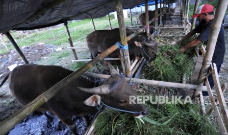 Pekerja memberikan pakan ternak sapi untuk hewan kurban 