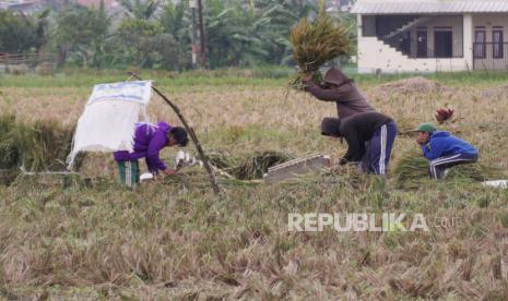 Warga memanen padi di daerah Gedebage, Kota Bandung, Selasa (3/1/2023). Faktor gangguan cuaca seperti tingginya intensistas hujan mengakibatkan fluktuasi harga gabah. Selain itu, kenaikan harga beras disejumlah daerah disebabkan masa panen padi yang sudah selesai dan hasil panen tidak sebanyak tahun lalu.