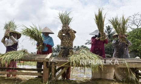 Petani merontokkan padi saat musim panen di Desa Imbanagara, Kabupaten Ciamis, Jawa Barat, Rabu (1/2/2023). Bank Indonesia (BI) menegaskan peran Gerakan Nasional Pengendalian Inflasi Pangan (GNPIP) masih dibutuhkan.