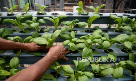 Warga merawat tanaman yang ditanam dengan sistem hidroponik di gang hijau Kelompok Tani (poktan) Ampar Adhum, Jatinegara, Jakarta, Ahad (9/8). Saat ini, hidroponik menjadi salah satu hobi yang menguntungkan bagi masyarakat.