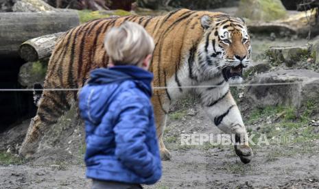 Harimau di kebun binatang (ilustrasi). Kebun binatang Detroit, Amerika Serikat, melakukan vaksinasi Covid-19 untuk hewan-hewan di sana.