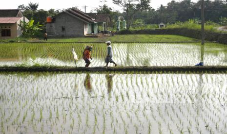 Buruh sawah usai menanam padi varietas melon di persawahan Desa Argomulyo, Cangkringan, Sleman, Yogyakarta, Jumat (7/8). Memasuki musim kemarau beberapa wilayah yang menggunakan irigasi masih bisa menanam padi. Namun, untuk sawah tadah hujan sudah berlatih ke palawija.