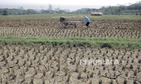 Petani membajak sawah yang mulai mengering (ilustrasi)  