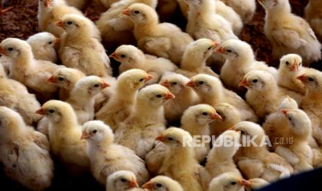  Ayam dipelihara di kandangnya di peternakan unggas setelah terkena flu burung (ilustrasi)