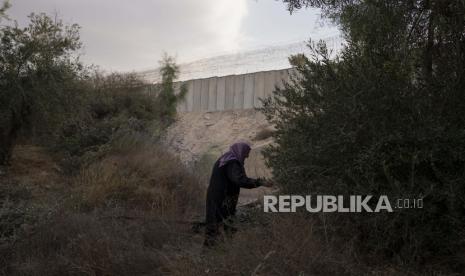 Petani Palestina memanen buah zaitun di sebelah pembatas pemisah Israel setelah tentara Israel mengizinkan mereka menyeberang dari desa Beit Awwa di Tepi Barat ke tanah mereka di dekat komunitas Israel Shekef, Rabu, 26 Oktober 2022. Tentara Israel untuk sementara membuka gerbang keamanan yang memisahkan beberapa petani Palestina di Tepi Barat dari kebun zaitun mereka di sisi pembatas pemisah Israel.