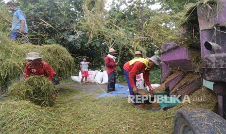 Buruh tani melakukan perontokan bulir padi saat panen di Desa Bringin, Kediri, Jawa Timur, Senin (15/3). Kebijakan rencana impor beras sebanyak 1 juta ton rupanya tidak diputuskan dalam Rapat Koordinasi Terbatas (Rakortas) level Kementerian Koordinator Perekonomian seperti biasanya. 