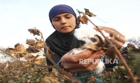 Seorang wanita berjilbab memanen kapas di ladang dekat desa Yakhak, sekitar 120 km selatan ibu kota Dushanbe, pada 10 Oktober 2013 sebelum pelarangan jilbab.