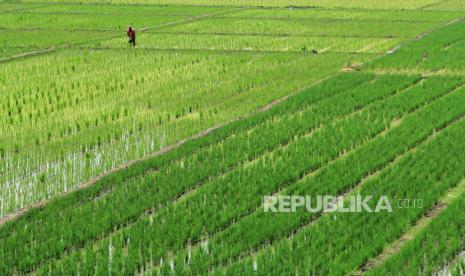 Petani menanam padi di areal sawah desa Tegal karang, Palimanan, Cirebon, Jawa Barat, Kamis (24/12). Plt Kepala Dinas Pertanian Kabupaten Cirebon, Jawa Barat, Wasman mencatat harga gabah kering panen (GKP) di tingkat petani di bawah harga pembelian pemerintah (HPP) sebesar Rp 4.070 per kilogram saat musim panen tiba. 