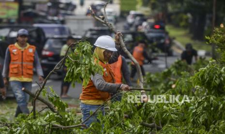 Petugas memotong ranting pohon. BPBD Cilacap berkoordinasi dengan seluruh UPT antisipasi bencana hidrometeorologi. Ilustrasi.