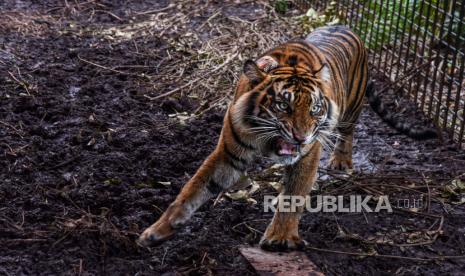 Harimau sumatera (Panthera Tigris Sumatrae) yang diberi nama Corina berada di kandang habituasi saat proses pelepasliaran, di kawasan hutan alam Semenanjung Kampar, Provinsi Riau, Sabtu (19/12/2020). Kementerian Lingkungan Hidup dan Kehutanan melepasliarkan Corina, setelah harimau korban jerat pemburu itu dinyatakan sembuh usai dirawat di Pusat Rehabilitasi Harimau Sumatera Dharmasraya ARSARI selama delapan bulan. 