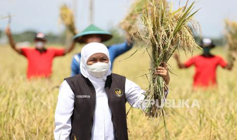 Gubernur Jawa Timur Khofifah Indar Parawansa mengangkat padi saat panen raya bersama petani di Desa Trisono, Babadan, Ponorogo, Jawa Timur. 