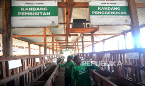 Peternak mustahik melihat kondisi hewan ternak domba di Balai Ternak BAZNAS Kandang Kelompok Ternak Berkah Cerme, Selopamioro, Bantul, Yogyakarta, Selasa (12/9/2023). Pada kesempatan ini BAZNAS RI selain meluncurkan Bali Ternak BAZNAS Bantul juga meresmikan rumah kompos bantuan dari PT Anshaf. Sehingga limbah kotoran ternak dapat dimanfaatkan menjadi pupuk organik padat dan cair. Saat ini jumlah peternak mustahik Balai Ternak BAZNAS Bantul sebanyak 40 KK, dan jumlah populasi ternak per Agustus 2023 sebanyak 271 ekor domba. Balai Ternak merupakan salah satu program pengentasan kemiskinan di wilayah perdesaan yang menyasar peternak mustahik sebagai penerima manfaat.