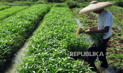 Petani memanen sayur kangkung di kebun hidroponik (ilustrasi)