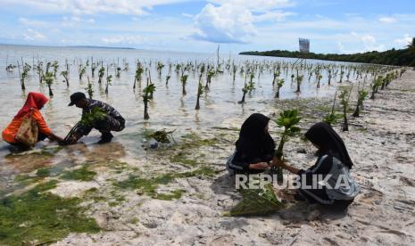 Menanam mangrove (ilustrasi). Induk Holding BUMN Farmasi, Bio Farma, melalui program Tanggung Jawab Sosial dan Lingkungan (TJSL) bekerja sama dengan Forum CSR Tenant Indotaisei menanaman mangrove di Pesisir Pantai di Desa Muarabaru, Kecamatan Cilamaya Wetan, Kabupaten Karawang, Jawa Barat.