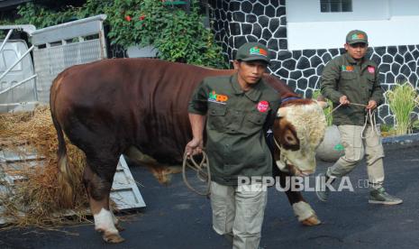 Petugas Dinas Ketahanan Pangan dan Pertanian (DKPP) membawa contoh sapi sehat yang telah terdata saat acara Pelepasan Tim Satgas Pemeriksa Hewan Kurban di Plaza Kantor Dinas Ketahanan Pangan dan Pertanian (DKPP) Kota Bandung, Senin (19/6/2023). Para personel yang terdiri atas dokter hewan dan perwakilan tiap-tiap bidang akan disebar ke 30 kecamatan. Hasil pemeriksaan hewan kurban, bakal tercatat dalam sistem. Masyarakat dapat mengakses hasil pemeriksaan melalui aplikasi e-Selamat, dan bisa mengakses database hasil pemeriksaan, termasuk foto hewan kurban tersebut dengan memindai kode bar yang tertera pada kalung.