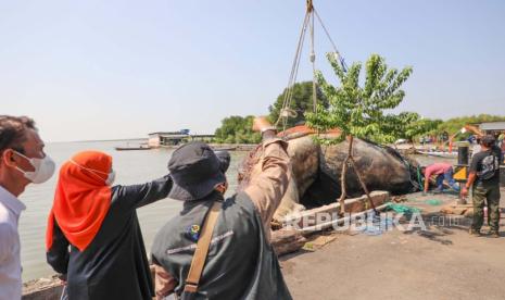 Proses evakuasi bangkai Paus Balin yang terdampar di perairan Surabaya untuk kemudian diangkut ke Museum Satwa Jatim Park 2, Kota Batu, Kamis (18/5/2023). Paus Balin yang memiliki panjang 12 meter dan berat 10 ton tersebut nantinya akan dijadikan objek wisata edukasi maritim. 