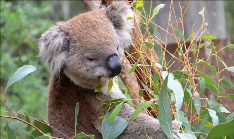 Koala