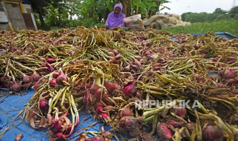 Petani menjemur bawang merah hasil panen (ilustrasi).