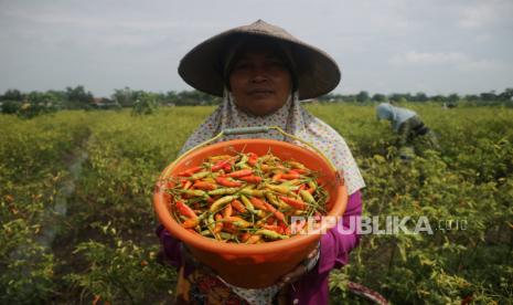 Buruh tani memanen cabai rawit di areal persawahan, (ilustrasi). Menghadapi musim hujan Kementan berupaya mengendalikan pasokan dan gejolak harga cabai.