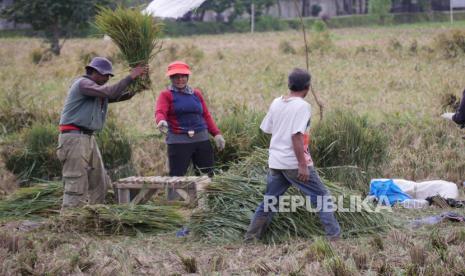 Warga memanen padi di daerah Gedebage, Kota Bandung, Selasa (3/1/2023). Faktor gangguan cuaca seperti tingginya intensistas hujan mengakibatkan fluktuasi harga gabah. Selain itu, kenaikan harga beras disejumlah daerah disebabkan masa panen padi yang sudah selesai dan hasil panen tidak sebanyak tahun lalu.