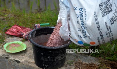 Pupuk urea dan NPK untuk tanaman padi berusia sepuluh hari. (Ilustrasi)