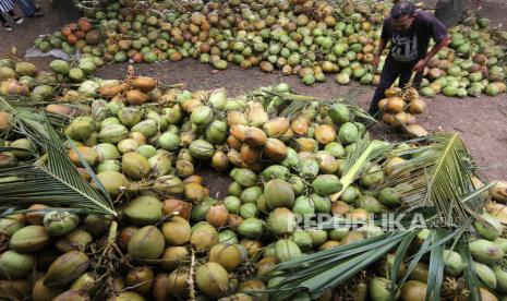 Kelapa muda. Pengepul di Lebak, Banten, kewalahan melayani permintaan kelapa muda dari pemesan yang mayoritas ialah pedagang pengecer. (Ilustrasi)