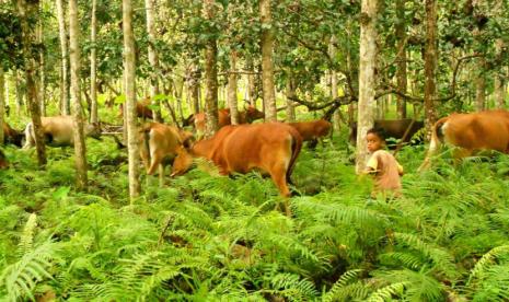 Agrosilvopastura: Antara Kelestarian Hutan Dan Kesejahteraan Masyarakat